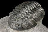 Pedinopariops Trilobite - Mrakib, Morocco #126329-1